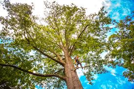 Best Tree Maintenance Programs  in New Freedom, PA