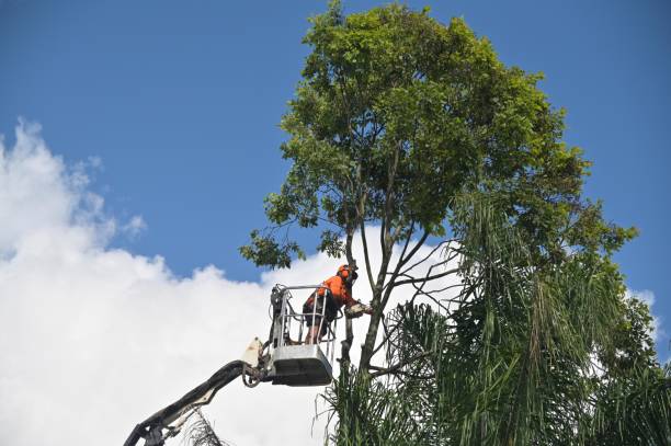 Best Palm Tree Trimming  in New Freedom, PA