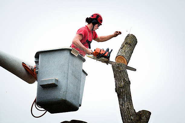 Best Tree Removal Service  in New Freedom, PA